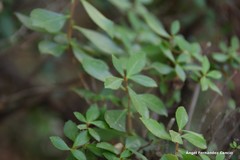 Escallonia rubra macrantha