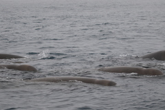 Hyperoodon ampullatus