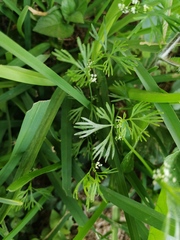 Apiastrum angustifolium