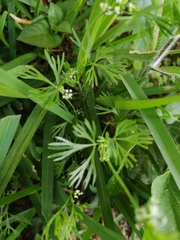 Apiastrum angustifolium