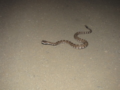 Crotalus oreganus