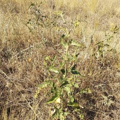 Atriplex micrantha
