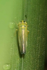 Cicadula quadrinotata