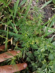 Apiastrum angustifolium