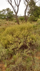 Helichrysum kraussii