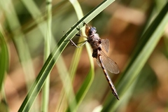 Epitheca petechialis