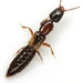 Phacophallus - Photo (c) Mike Quinn, Austin, TX, some rights reserved (CC BY-NC), uploaded by Mike Quinn, Austin, TX