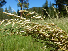 Melica spectabilis