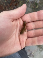 Neoscapteriscus borellii