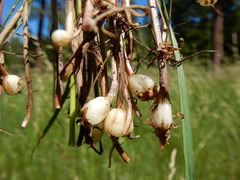 Melica spectabilis