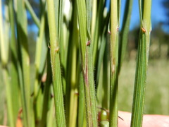 Melica spectabilis