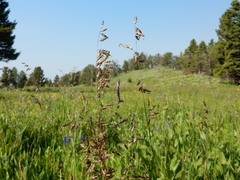 Melica spectabilis