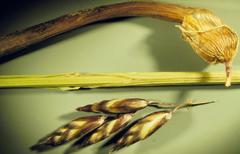 Melica spectabilis