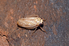 Allygidius abbreviatus