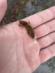 Neoscapteriscus borellii