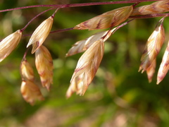 Melica spectabilis