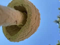 Saproamanita thiersii