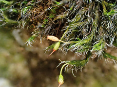 Grimmia longirostris