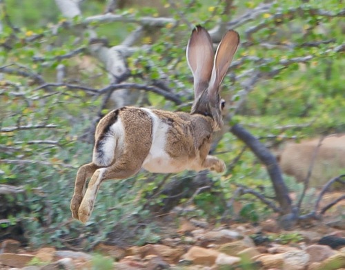 オグロジャックウサギ