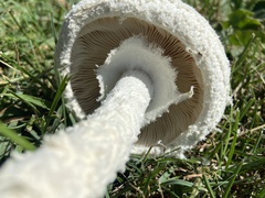 Saproamanita thiersii