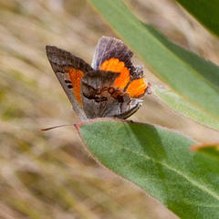 Capys alphaeus alphaeus