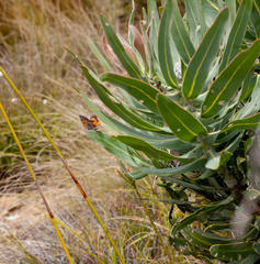 Capys alphaeus alphaeus