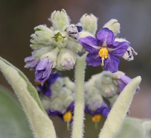 bugweed