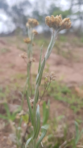 Image of Helichrysum acutatum by (c) Suvarna Parbhoo Mohan, some rights reserved (CC BY-SA)