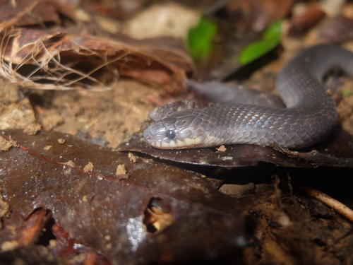Flaming Ground Snake