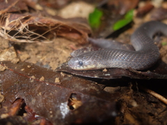 Atractus flammigerus