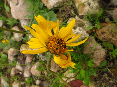 Verbesina pedunculosa