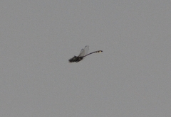 Gomphurus