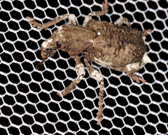 Aesiotes leucurus