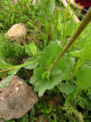 Verbesina pedunculosa