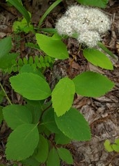 Spiraea corymbosa