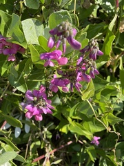 Dipogon lignosus