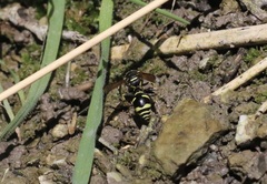 Eumenes verticalis