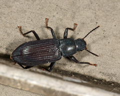 Xylopinus saperdoides
