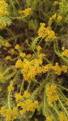 Helichrysum kraussii