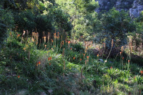 Kniphofia bruceae, photograph 4