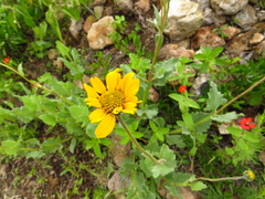 Verbesina pedunculosa