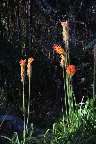 Kniphofia bruceae, photograph 5