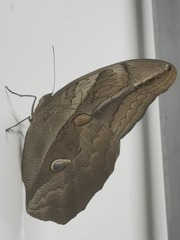 Eryphanis