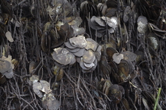 Isognomon ephippium