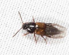 Tachinus fimbriatus