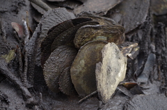 Isognomon ephippium