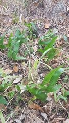 Microsorum punctatum