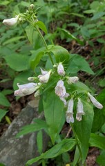 Penstemon canescens