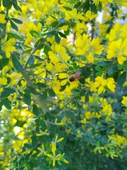 Apis mellifera