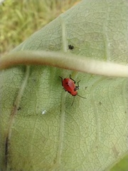 Lygaeus kalmii